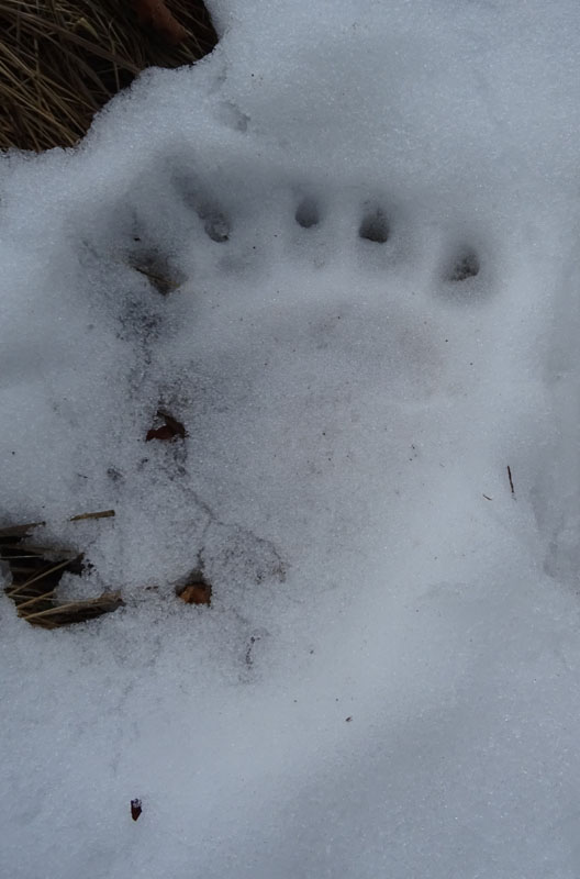 orme di orso su neve.......(Ursus arctos)